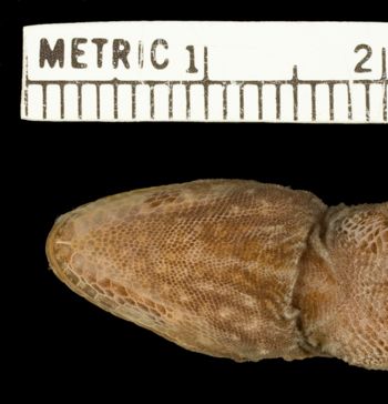 Media type: image;   Herpetology R-37523